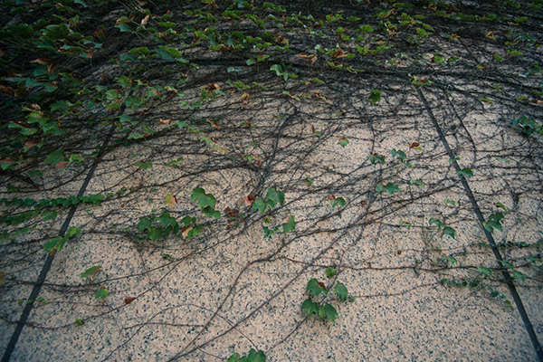 陆游读书的拼音
