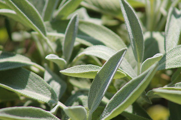 鹧鸪天读写的是