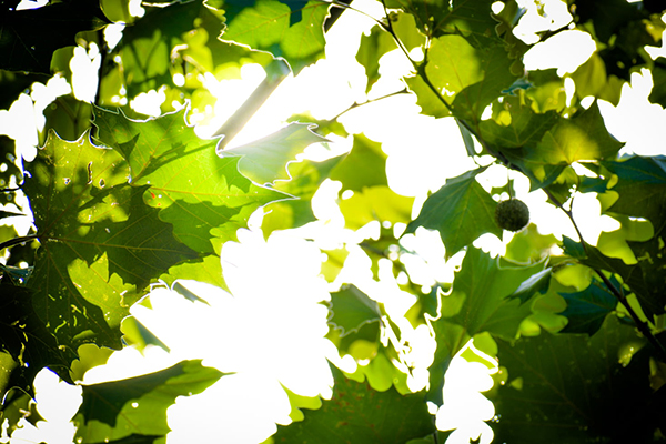杜甫《山寺》解释