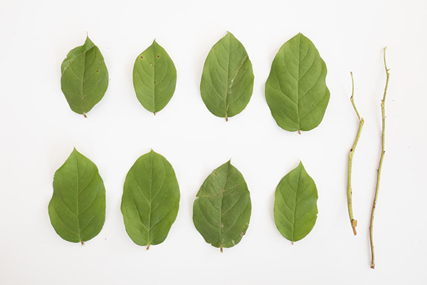 古诗与配食品大全