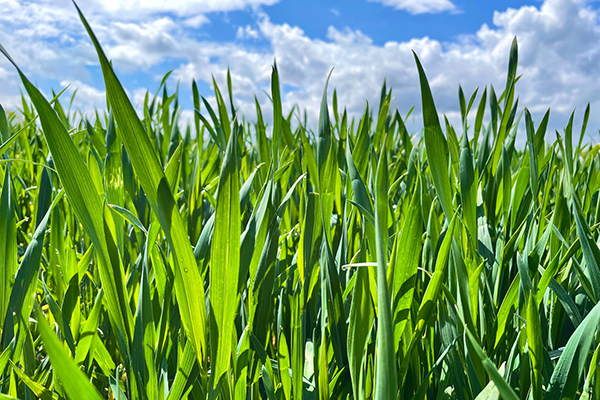 指出下列句子所用的修辞手法并用指定的动物依照这种修辞手法写一句话