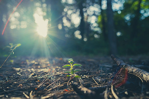 含有西湖的古诗大全