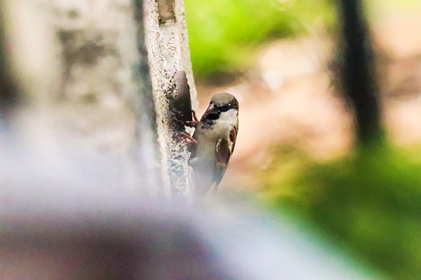 陆游的诗赏析MP3